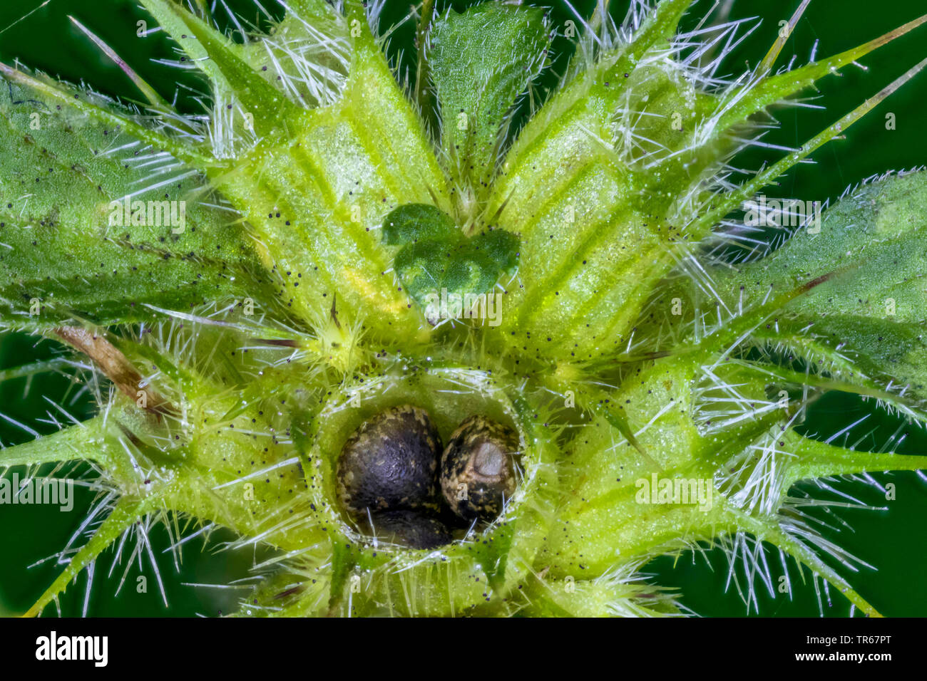 common hemp nettle, brittle-stem hempnettle (Galeopsis tetrahit), calyx with fruits, Germany, Mecklenburg-Western Pomerania Stock Photo
