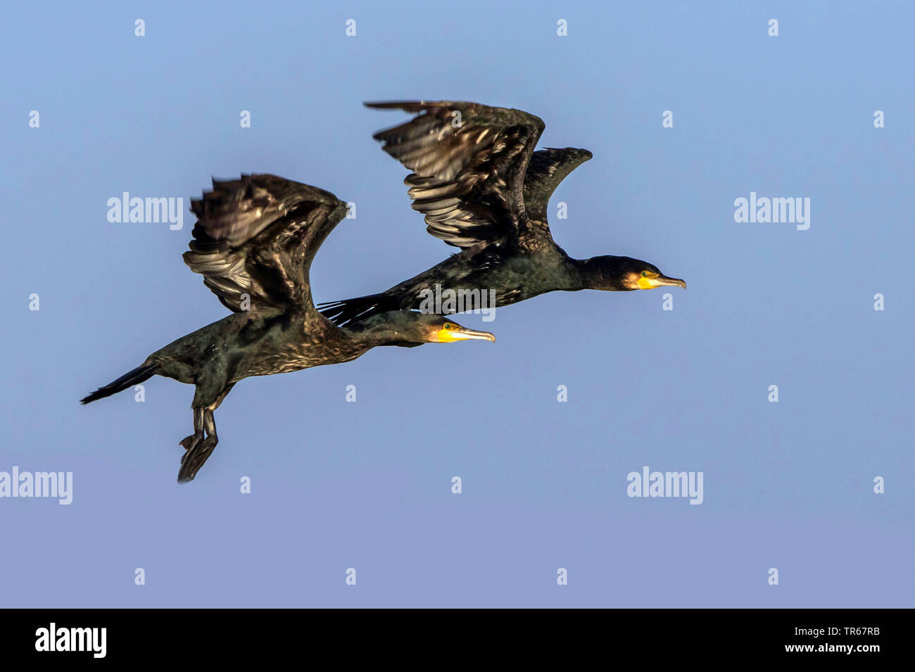 great cormorant (Phalacrocorax carbo), two flying young cormorants, Germany, Mecklenburg-Western Pomerania Stock Photo