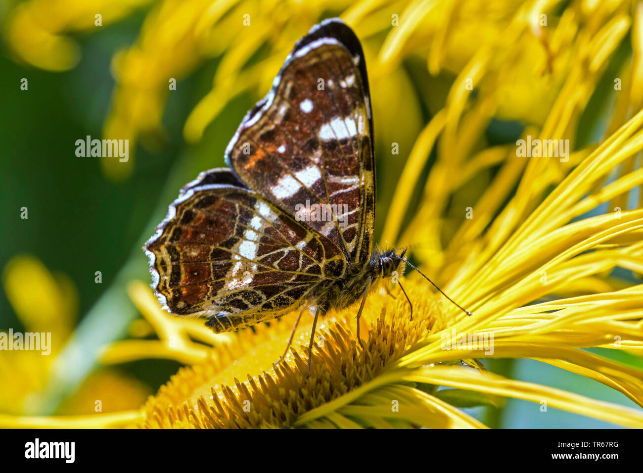 map butterfly, summer form (Araschnia levana f. prorsa), summer generation on oxeye, Germany, Mecklenburg-Western Pomerania Stock Photo