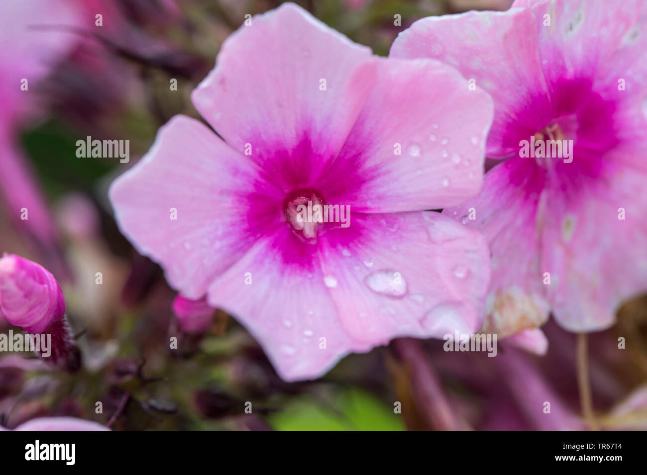 fall phlox, garden phlox (Phlox paniculata), flowers, Germany, M-V Stock Photo