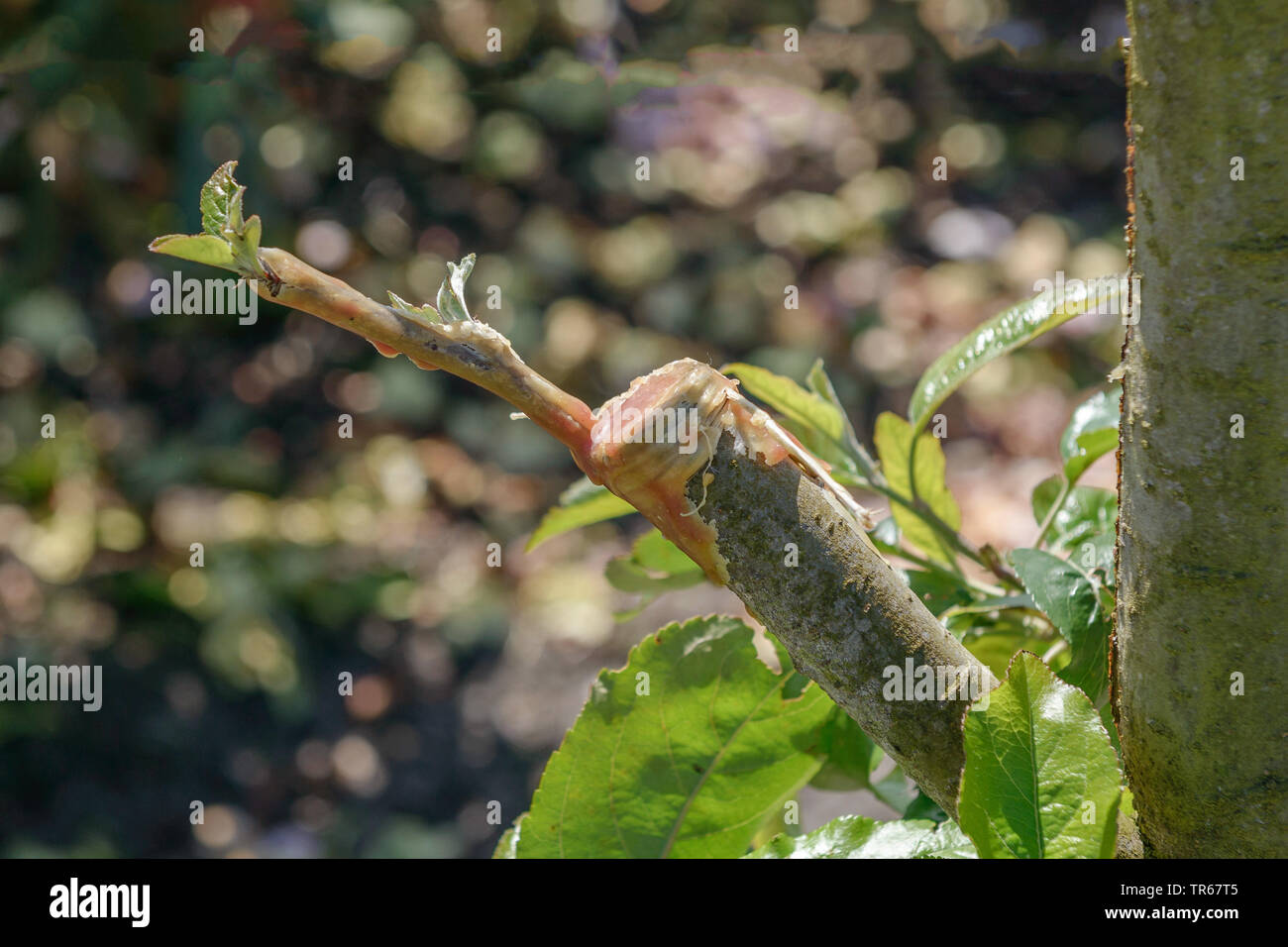 apple tree (Malus domestica), grafting, Germany, Lower Saxony Stock Photo