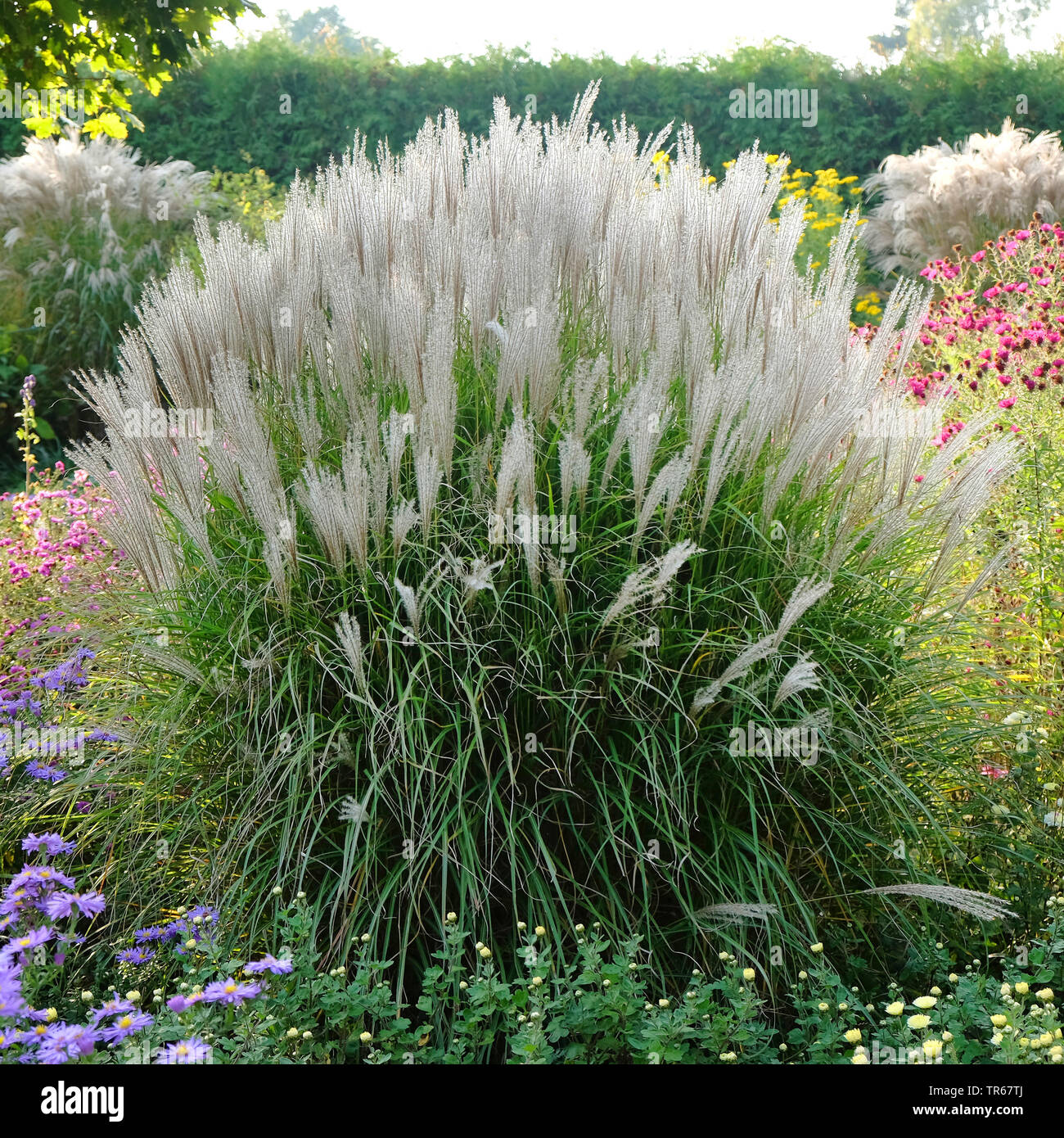 Chinese silver grass, Zebra grass, Tiger grass (Miscanthus sinensis 'Kleine Silberspinne', Miscanthus sinensis Kleine Silberspinne), cultivar Kleine Silberspinne Stock Photo