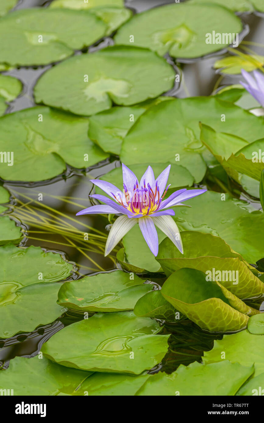 Tropical waterlily, Blue Pigmy (Nymphaea colorata), blooming Stock Photo