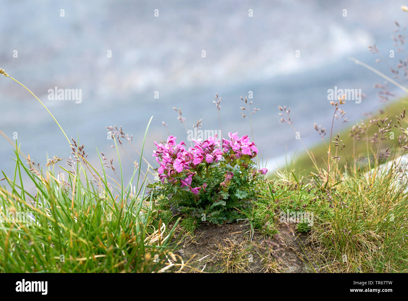 mountain locoweed (Oxytropis montana, Oxytropis jacquinii), blooming, Austria, Hohe Tauern National Park Stock Photo