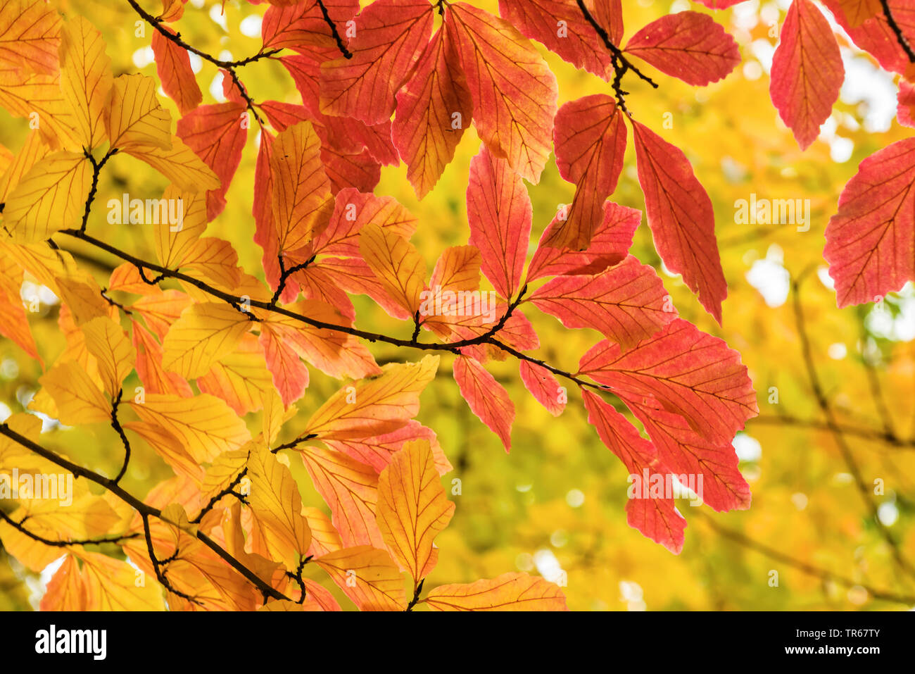 Ironwood, parrotia (Parrotia persica), branch with autumn leaves, Germany, Berlin Stock Photo