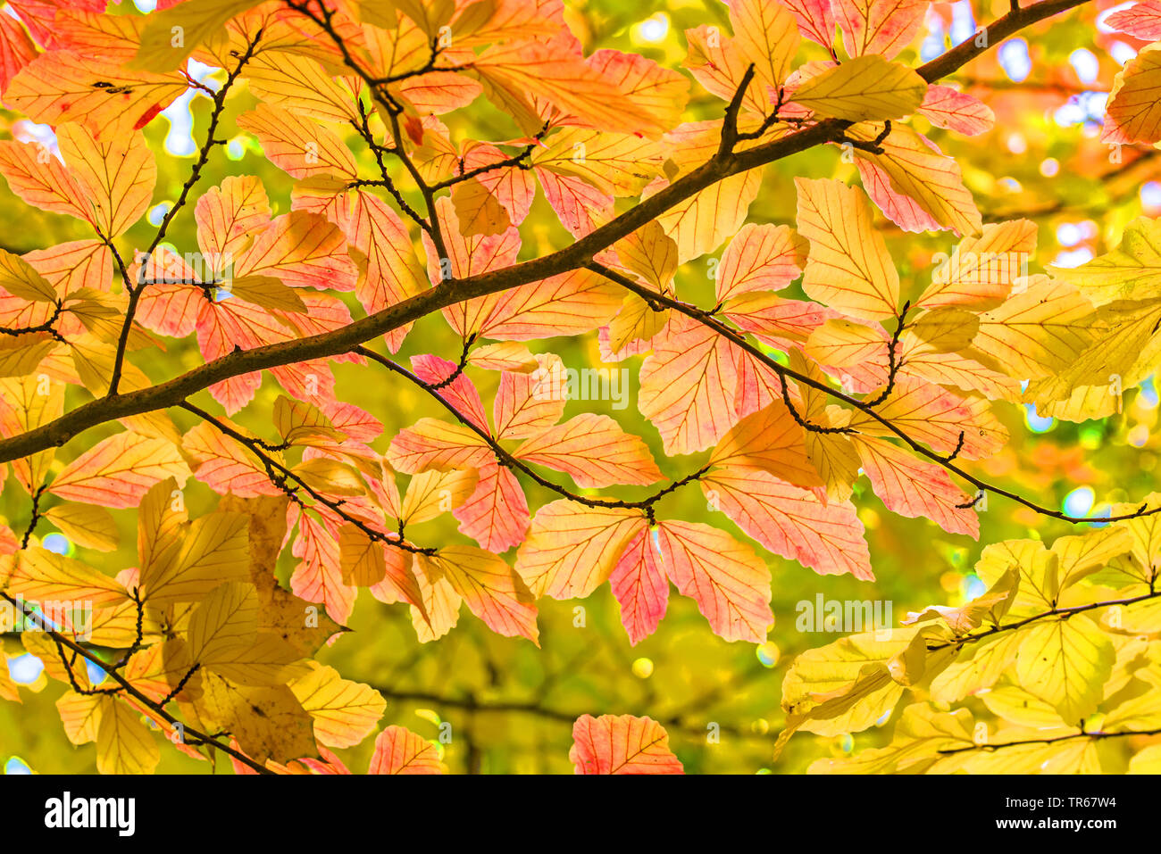 Ironwood, parrotia (Parrotia persica), branch with autumn leaves Stock Photo