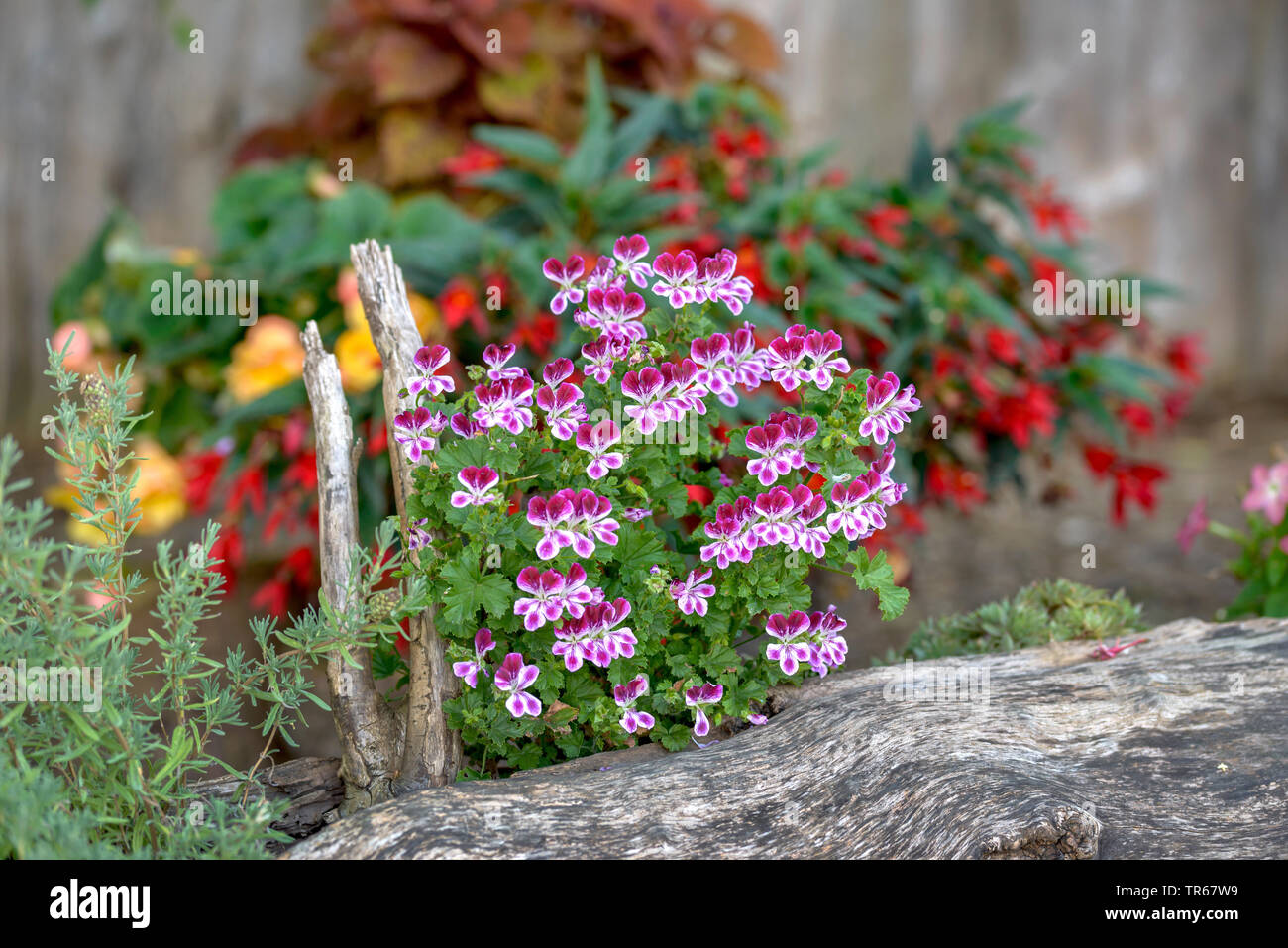 citrosa geranium, mosquito-shocker, Mosquito-fighter, Citronella Pelargonium, Lemon scentes Geranium (Palergonium crispum 'PAC Angels Perfume', Palergonium crispum PAC Angels Perfume), blooming, cultivar PAC Angels Perfume Stock Photo