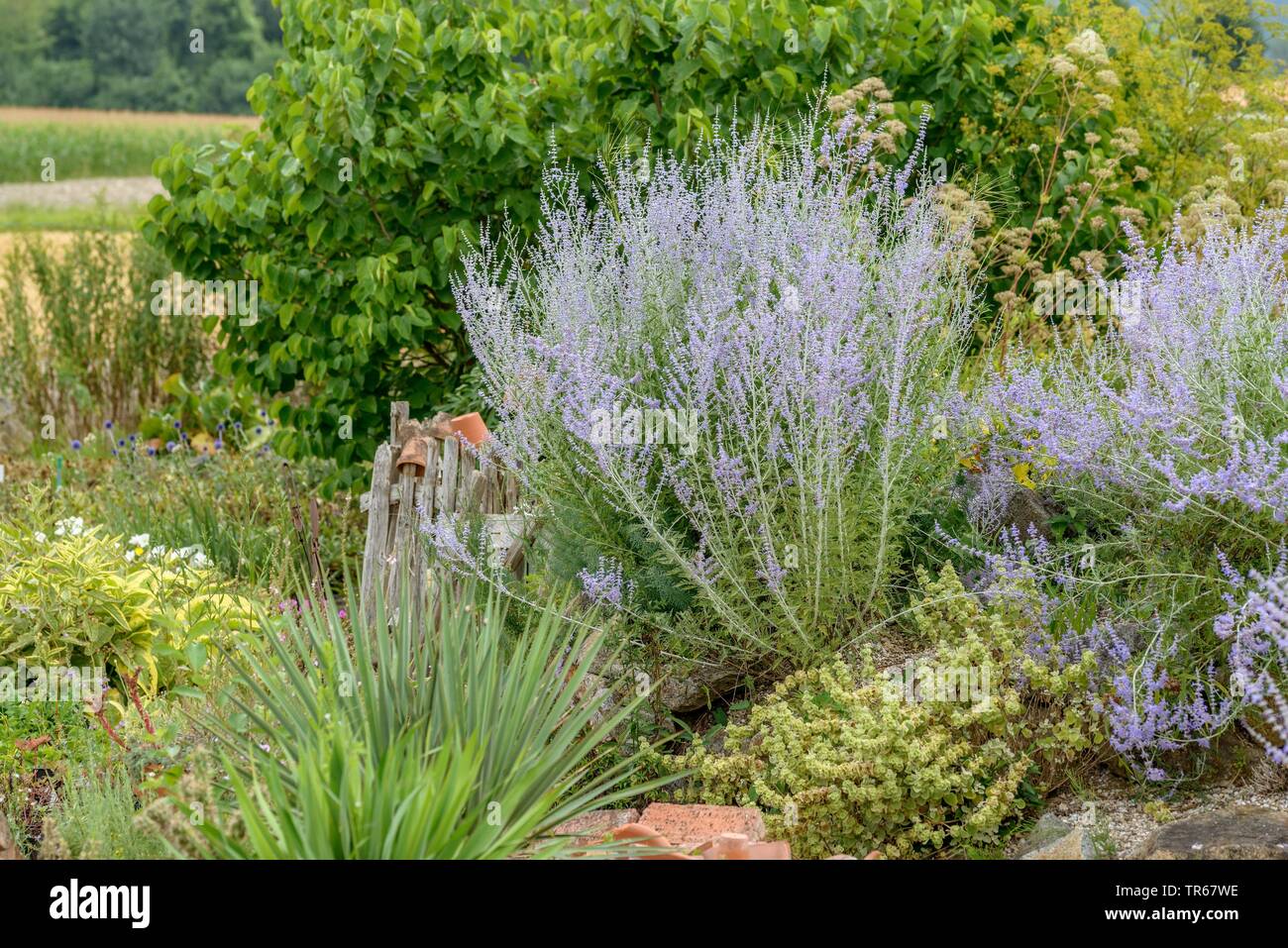 Russian sage (Perovskia 'Blue Spire', Perovskia Blue Spire), blooming, Blue Spire, Austria, Upper Austria Stock Photo