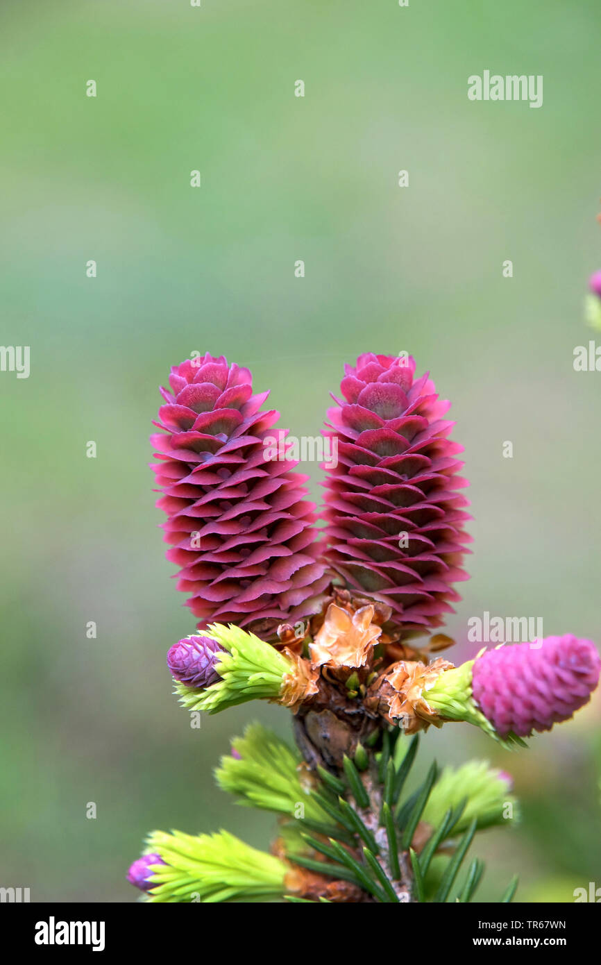 Norway spruce (Picea abies 'Pusch', Picea abies Pusch), blooming cones of cultivar Pusch Stock Photo