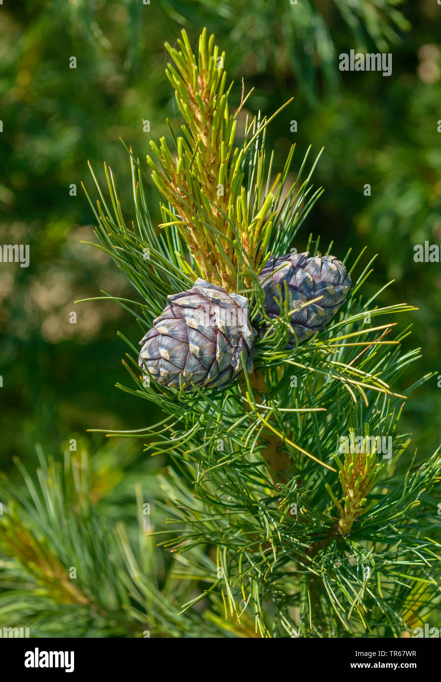 Swiss stone pine, arolla pine (Pinus cembra), branch with cones, Germany, Lower Saxony Stock Photo