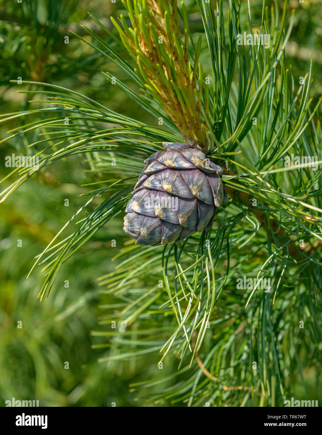 Swiss stone pine, arolla pine (Pinus cembra), branch with cones, Germany Stock Photo