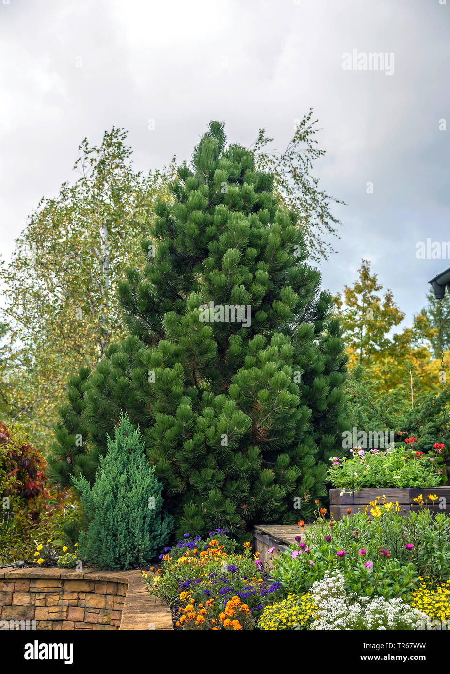 Bosnian Pine, Palebark Pine (Pinus heldreichii 'Compact Gem', Pinus heldreichii Compact Gem), cultivar Compact Gem in a garden, Germany Stock Photo