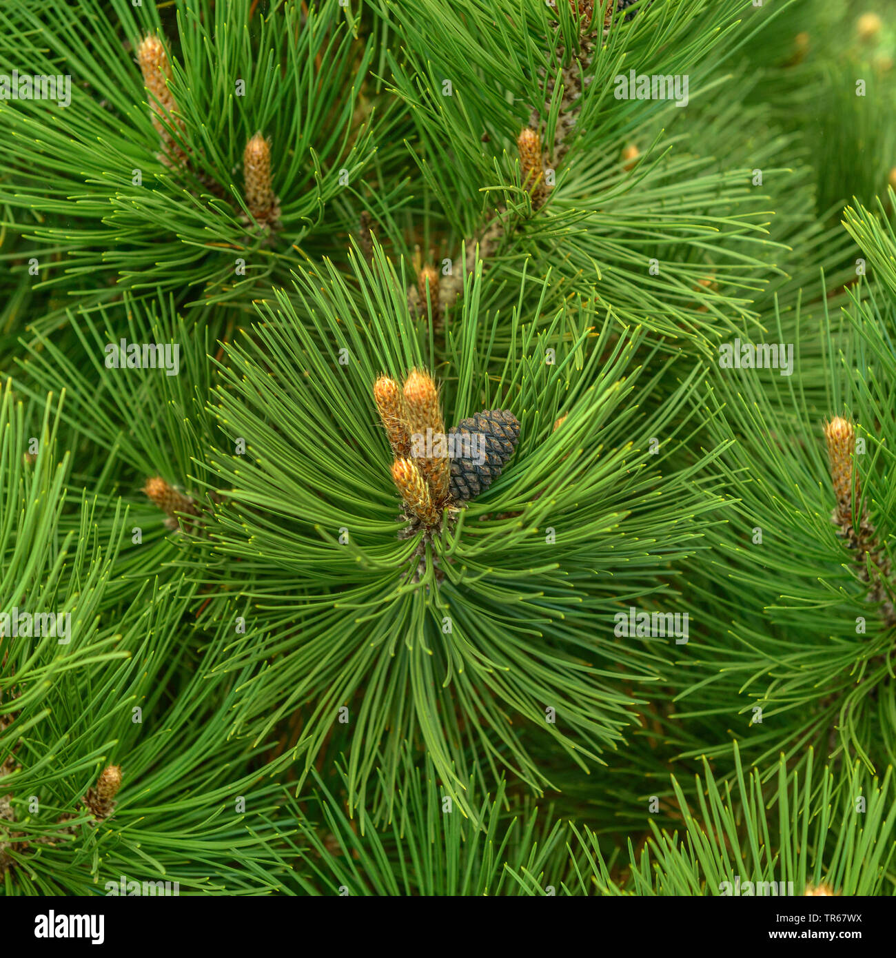 Bosnian Pine, Palebark Pine (Pinus heldreichii 'Malinki', Pinus heldreichii Malinki), cultivar Malinki, Germany Stock Photo