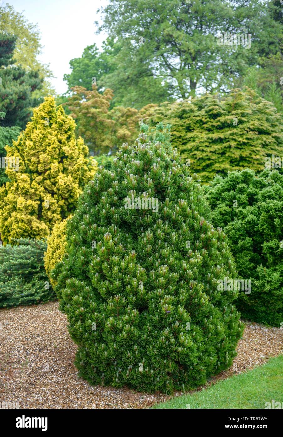 Bosnian Pine, Palebark Pine (Pinus heldreichii 'Smidtii', Pinus heldreichii Smidtii), cultivar Smidtii, Germany Stock Photo
