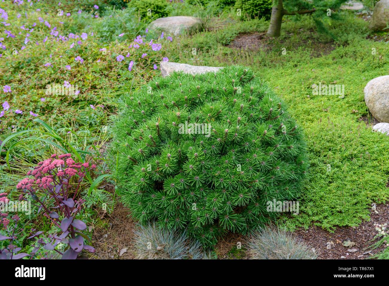 Mountain pine, Mugo pine (Pinus mugo 'Gruene Welle', Pinus mugo Gruene Welle), cultivar Gruene Welle Stock Photo