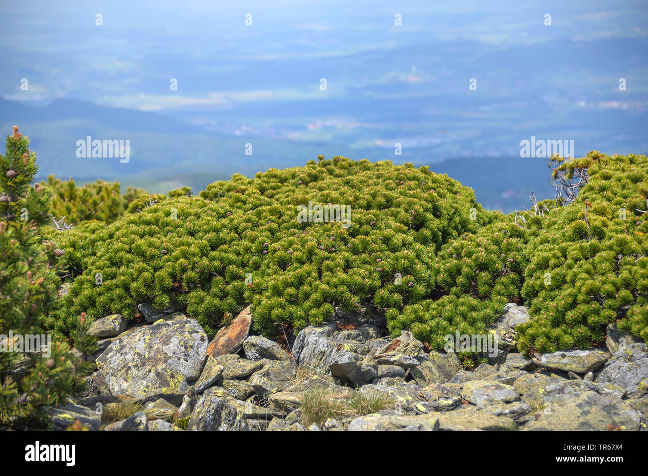 Mountain pine, Mugo pine (Pinus mugo var pumilio), on Schneekoppe in the Giant Mountains, Czech Republic Stock Photo