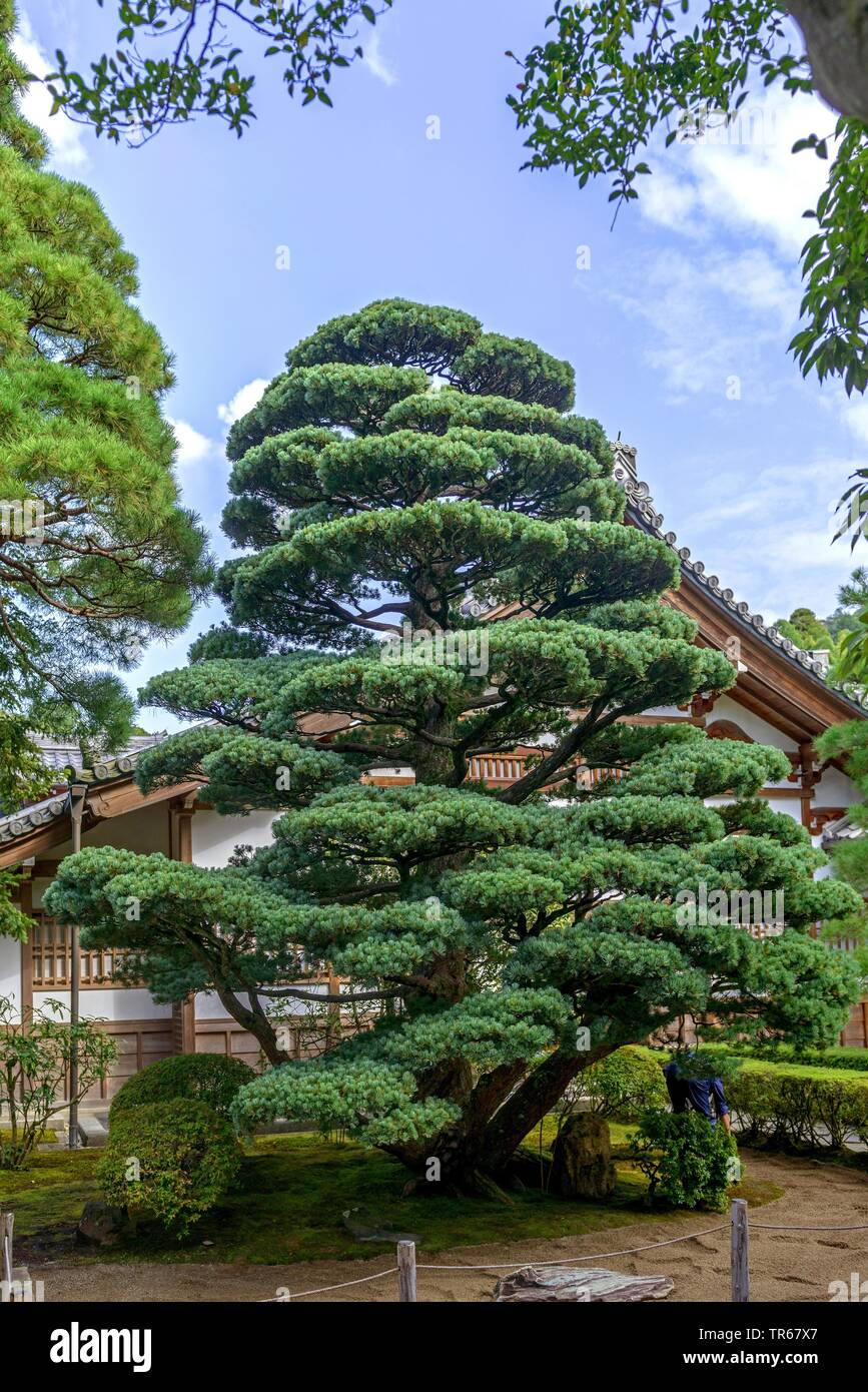 Japanese white pine (Pinus parviflora 'Glauca', Pinus parviflora Glauca), cultivar Glauca, Japan, Honshu, Kyoto Stock Photo