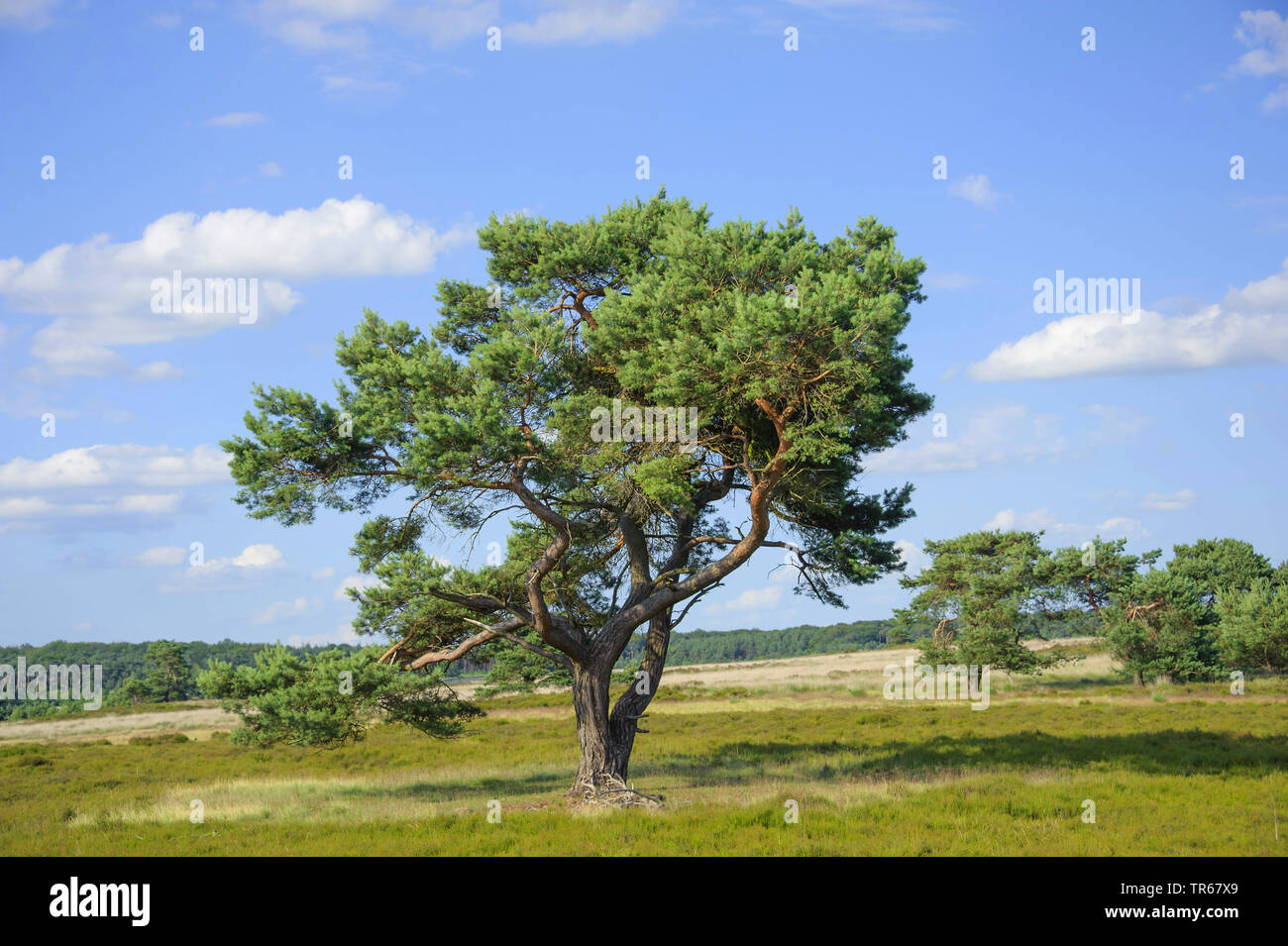 Scotch pine, Scots pine (Pinus sylvestris), pine in the Hoog Buurlose Heide, Netherlands, Gelderland, Otterlo Stock Photo