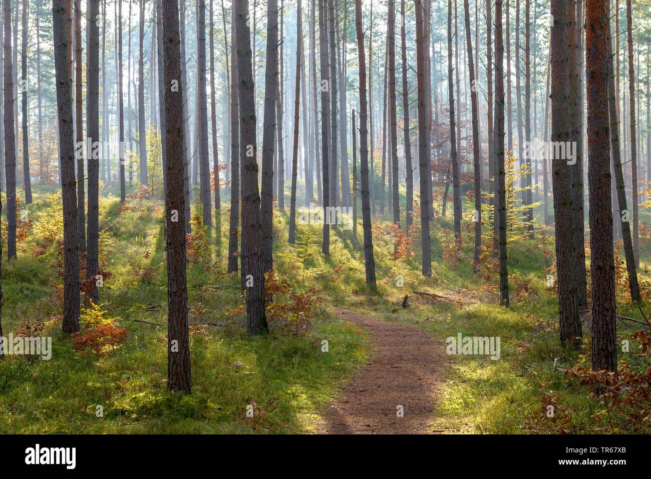 Scotch pine, Scots pine (Pinus sylvestris), pine wood, Germany, Mecklenburg-Western Pomerania, Naturschutzgebiet Serrahner Buch Stock Photo