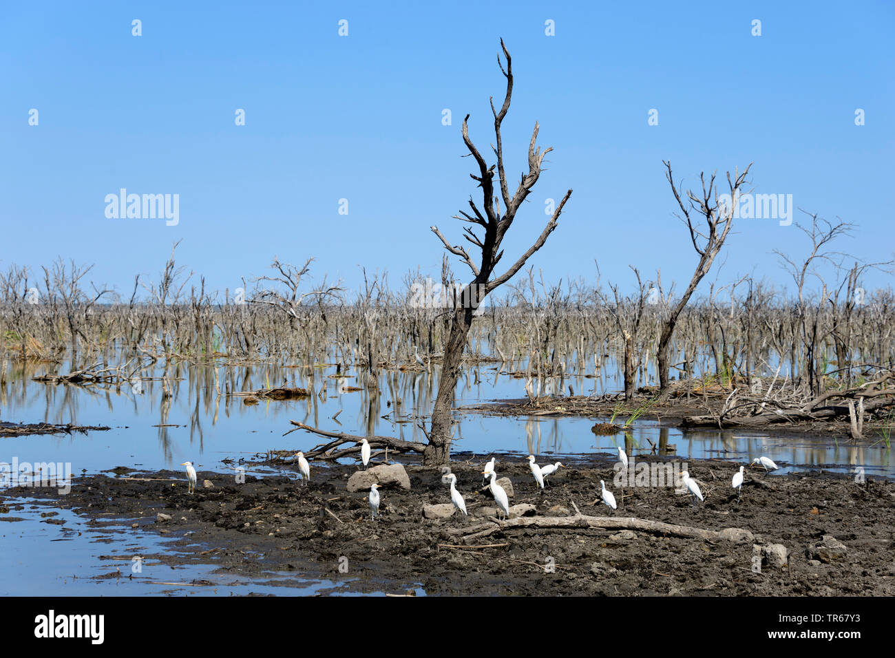 dead trees at the Lake Ngami, Botswana, Lake Ngami Stock Photo