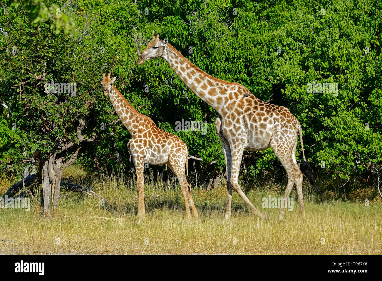 giraffe (Giraffa camelopardalis), cow with calf in the shrubland, side view, Botswana, Moremi Wildlife Reserve, Okovango Stock Photo