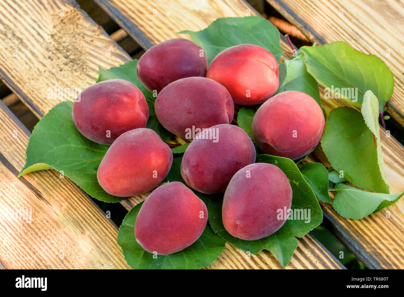 apricot tree (Prunus armeniaca 'Jengat', Prunus armeniaca Jengat), apricots, cultivar Jengat Stock Photo