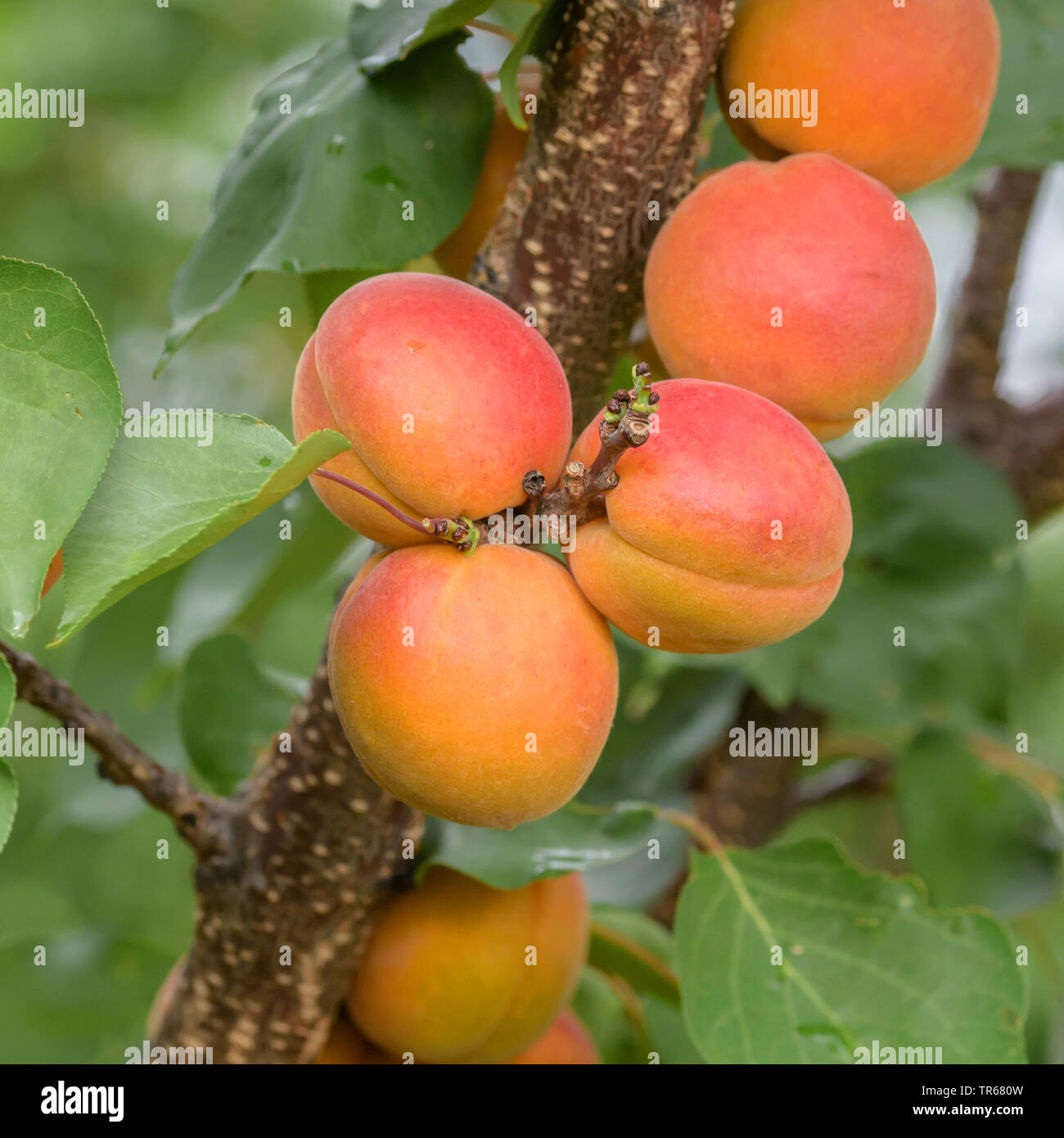 apricot tree (Prunus armeniaca 'Tardicot', Prunus armeniaca Tardicot