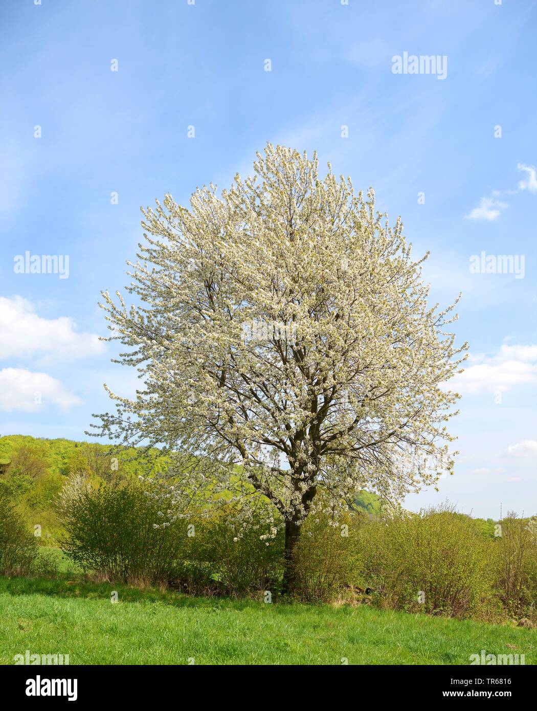 Cherry tree, Sweet cherry (Prunus avium), blooming cherry tree in a hedge, Germany, Bavaria Stock Photo