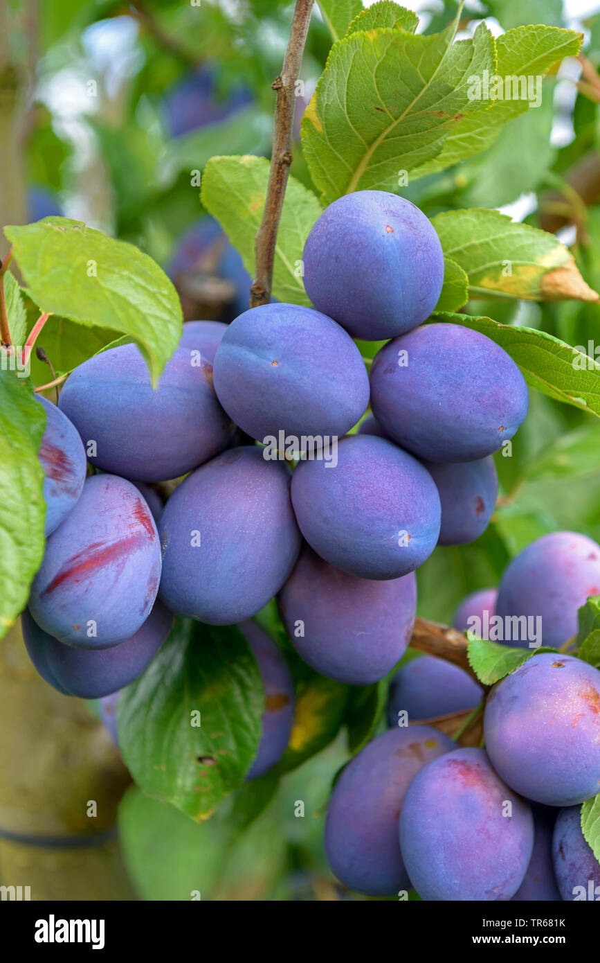 European plum (Prunus domestica 'President', Prunus domestica President), plums on a tree, cultivar President Stock Photo