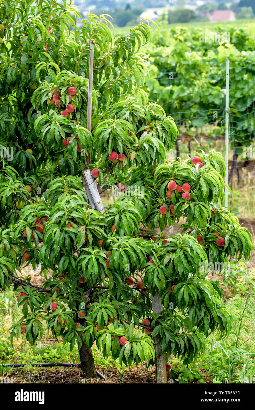 peach (Prunus persica 'Bonanza', Prunus persica Bonanza), peaches on a tree, cultivar Bonanza Stock Photo