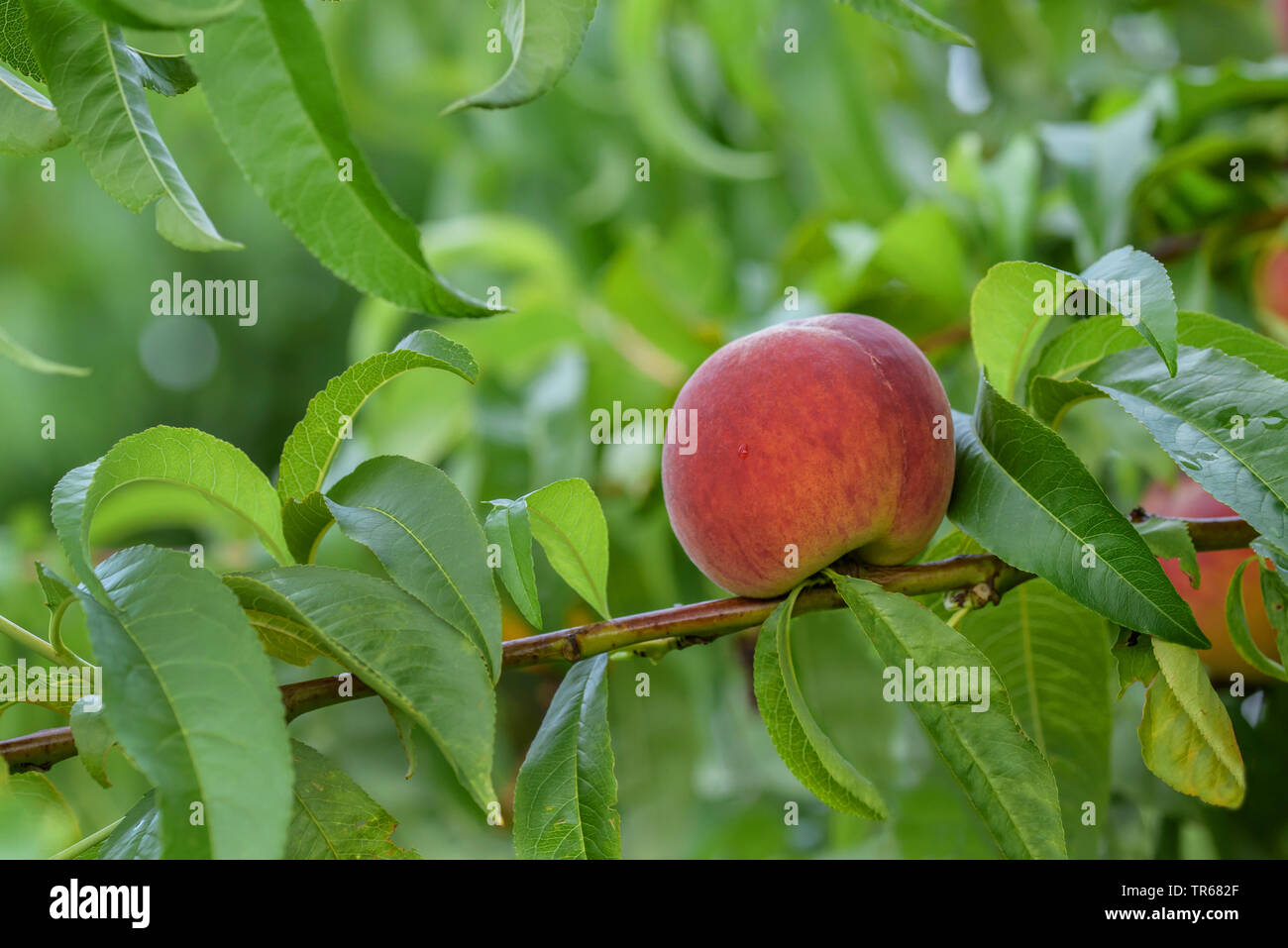 peach (Prunus persica 'Dixired', Prunus persica Dixired), peach on a tree, cultivar Dixired Stock Photo