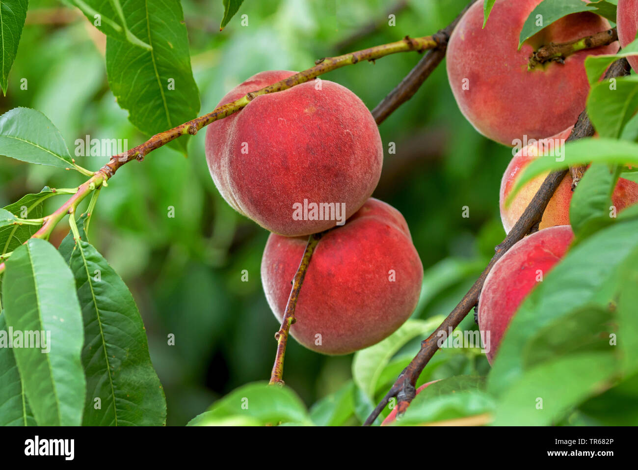 peach (Prunus persica 'Helene', Prunus persica Helene), peaches on a tree, cultivar Helene Stock Photo