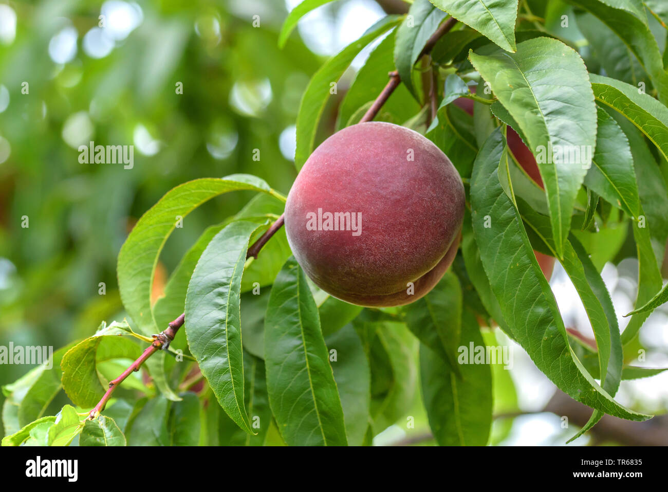 peach (Prunus persica 'Royal Gem', Prunus persica Royal Gem), peach on a tree, cultivar Royal Gem Stock Photo