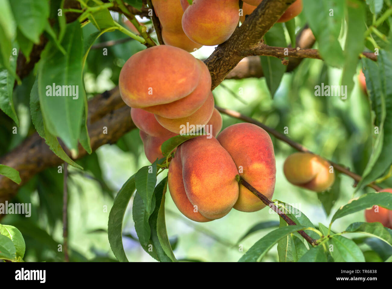 Plate Peach (Prunus persica 'Sandwich gelb', Prunus persica Sandwich gelb), peaches on a tree, cultivar Sandwich gelb Stock Photo