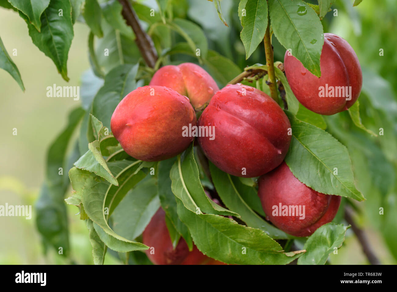 Nectarine (Prunus persica 'Super Crimson', Prunus persica Super Crimson