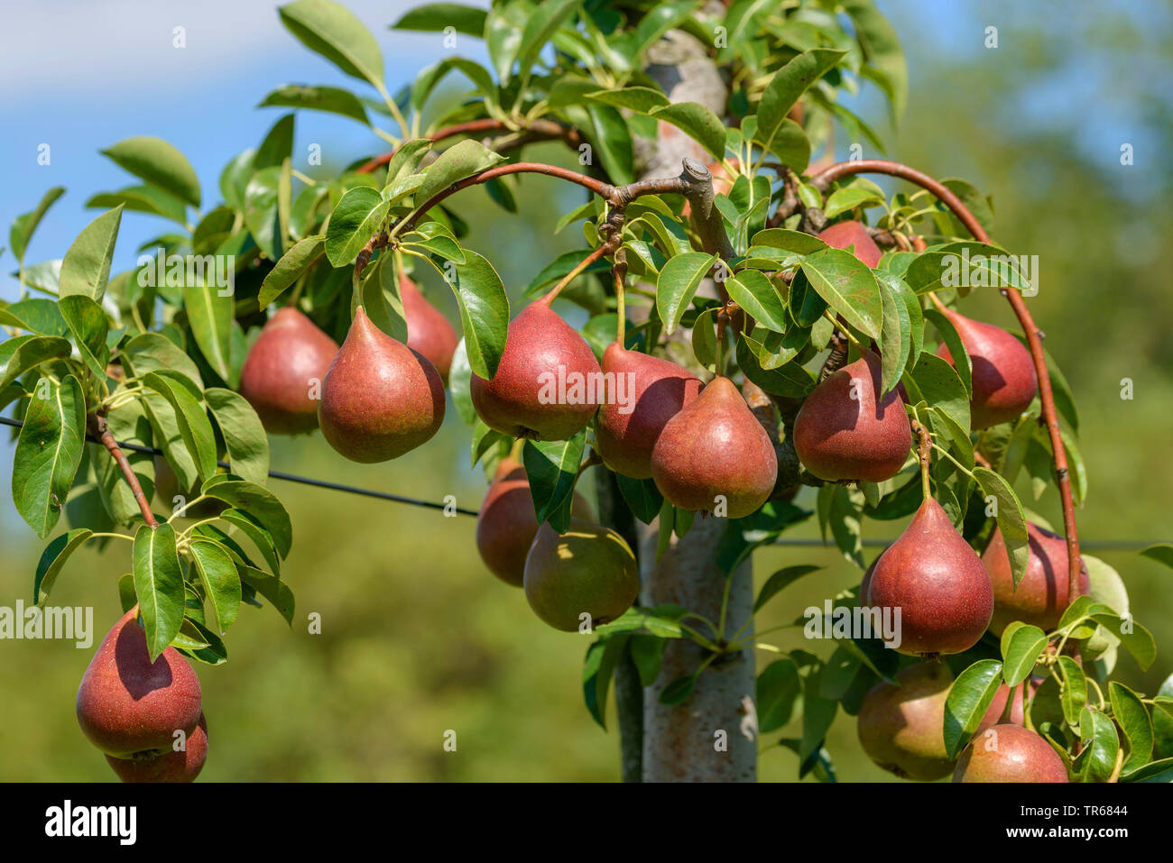 Common pear (Pyrus communis 'Dicolor', Pyrus communis Dicolor), pears on a tree, cultivar Dicolor, Germany, Saxony Stock Photo