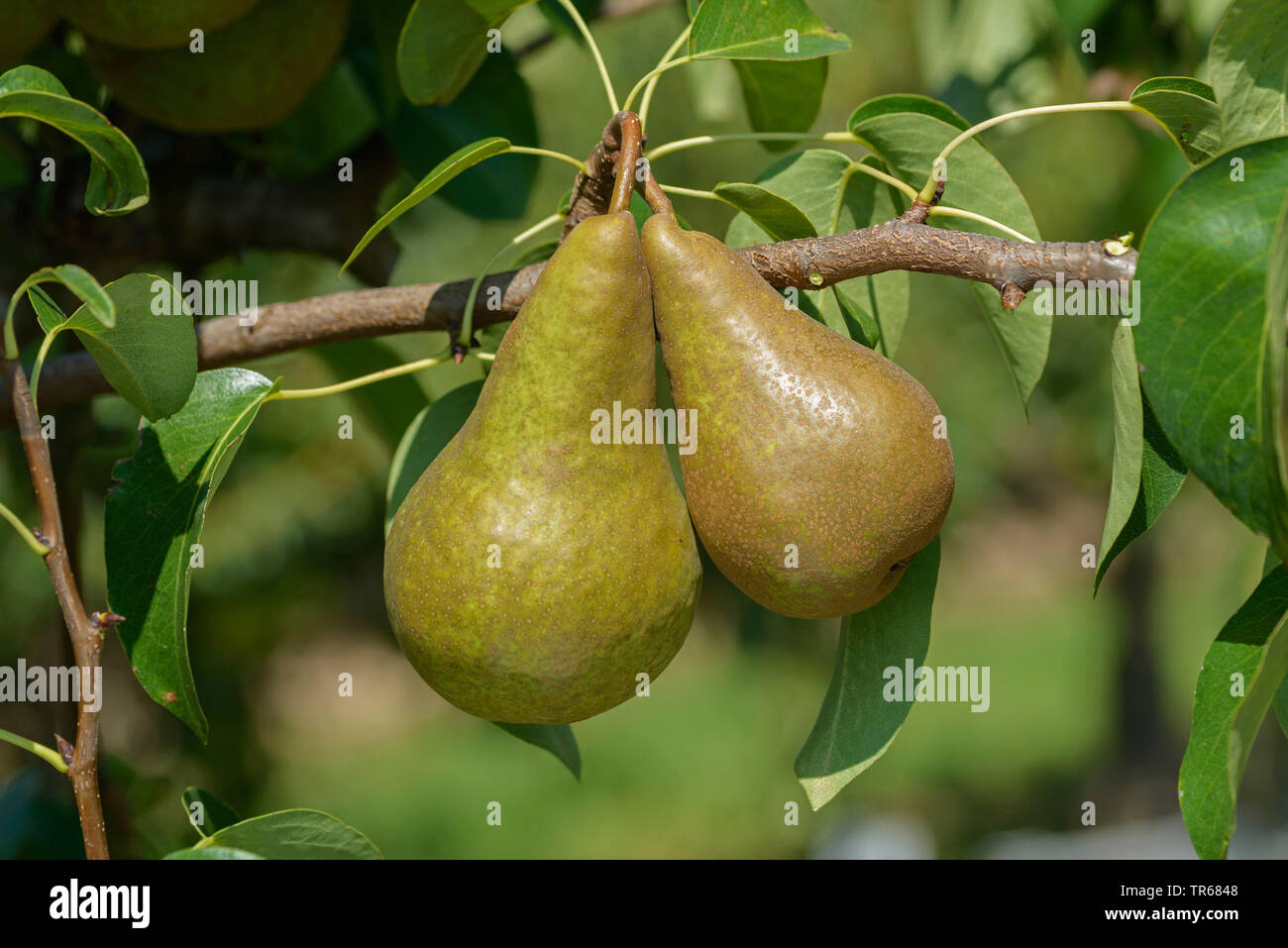 https://c8.alamy.com/comp/TR6848/common-pear-pyrus-communis-boscs-flaschenbirne-pyrus-communis-boscs-flaschenbirne-pears-on-a-tree-cultivar-boscs-flaschenbirne-TR6848.jpg
