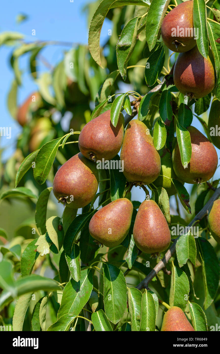 Common pear (Pyrus communis 'Gute Luise von Avranches', Pyrus communis Gute Luise von Avranches), pears on a tree, cultivar Gute Luise von Avranches Stock Photo