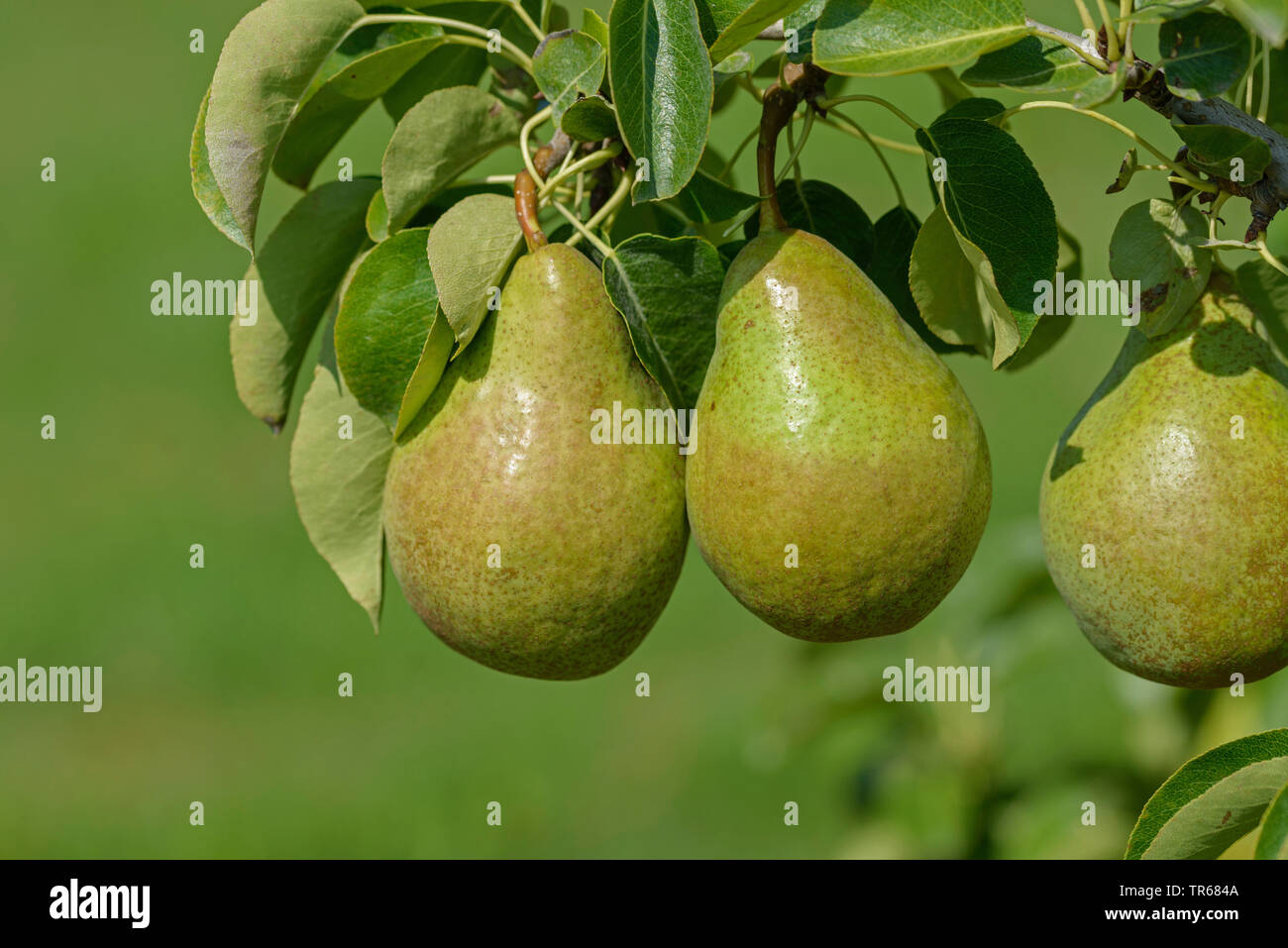 Common pear (Pyrus communis 'Xenia', Pyrus communis Xenia), pears on a tree, cultivar Xenia Stock Photo