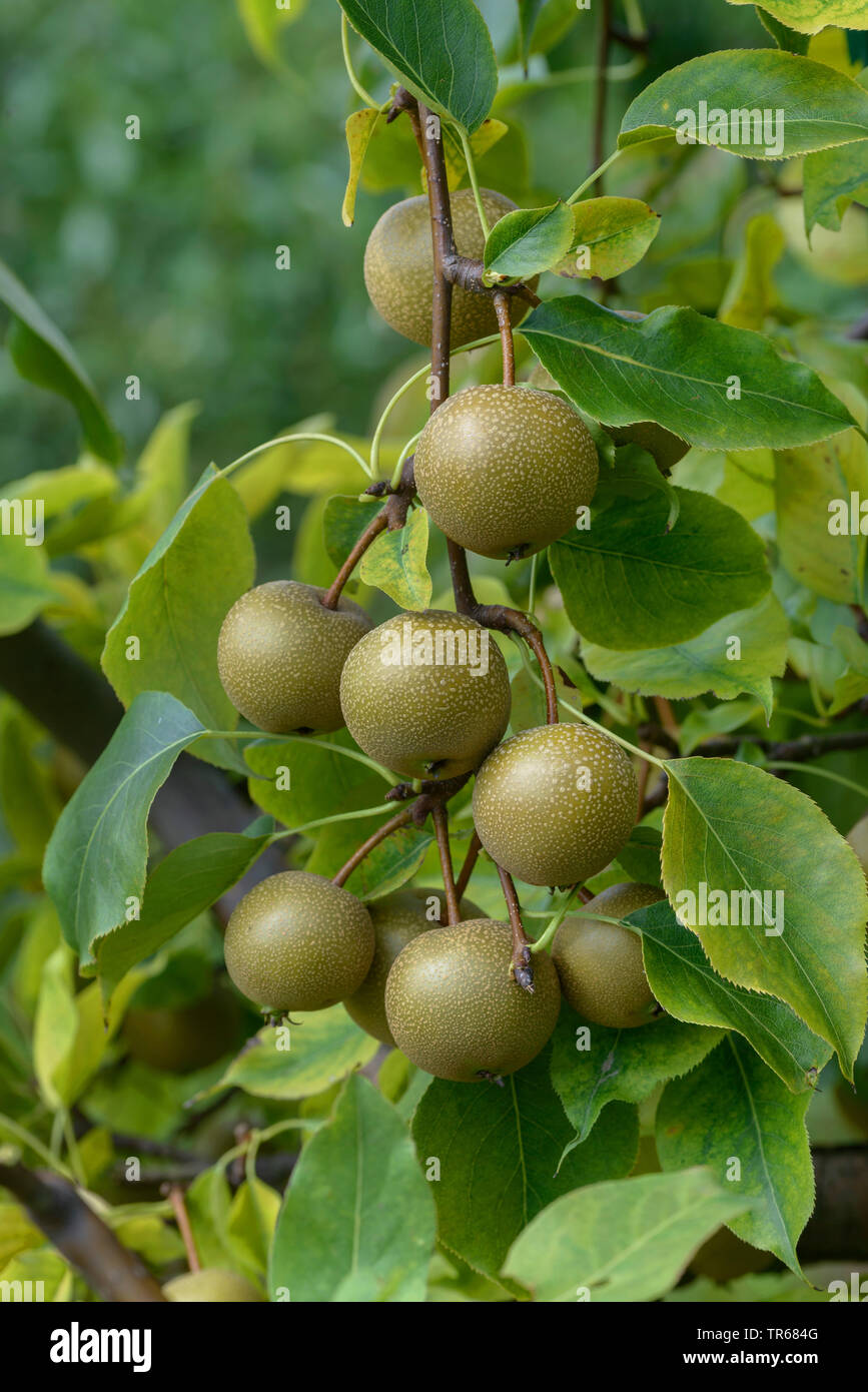 Shinseiki Asian Pear Asian Pear Nashi Pear Pyrus Pyrifolia Syn Wy Tu Pyrus Pyrifolia Syn Wy Tu Nashi Pears On A Tree Cultivar Syn Wy Tu Stock Photo Alamy