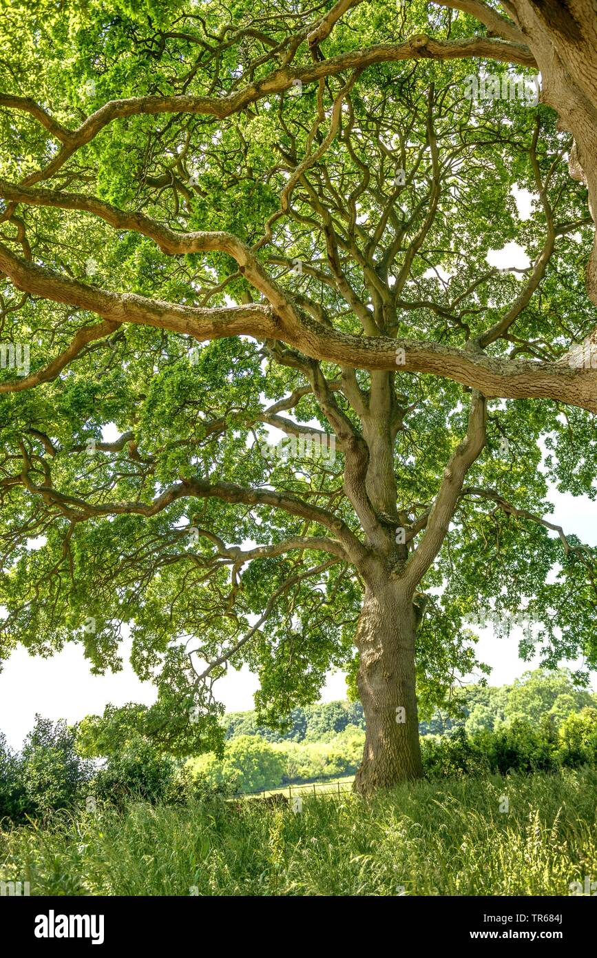 The Lucombe Oak (Quercus x hispanica 'Lucombeana', Quercus x hispanica Lucombeana), habit, United Kingdom, England Stock Photo