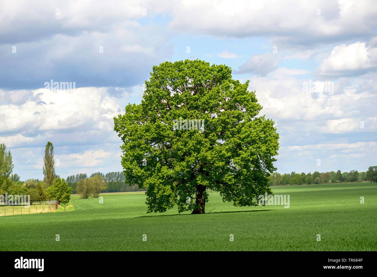 common oak, pedunculate oak, English oak (Quercus robur. Quercus pedunculata), single tree on a meadow, Germany, Brandenburg, Kruegersdorf Stock Photo