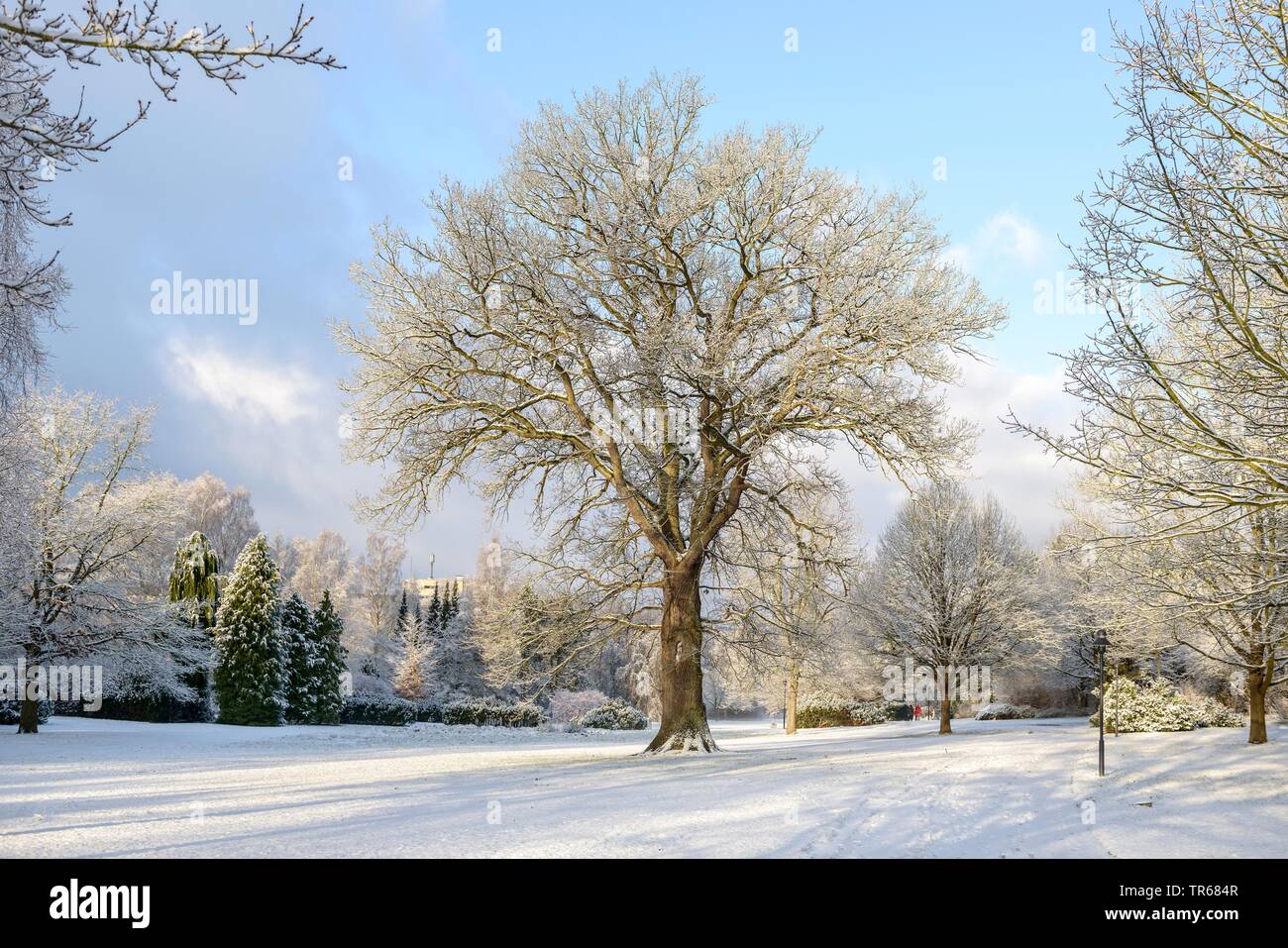 common oak, pedunculate oak, English oak (Quercus robur. Quercus pedunculata), snowcovered oak in a park, Germany, Hesse, Reinhardshausen Stock Photo