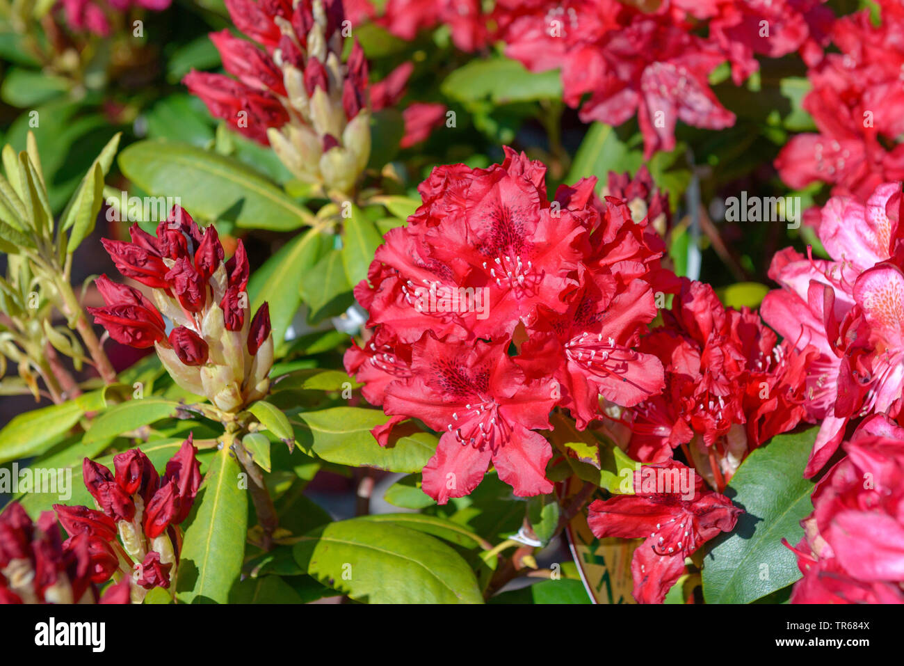 rhododendron (Rhododendron Feuerschein), blooming, cultivar Feuerschein Stock Photo