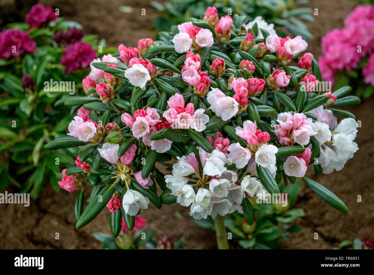 Yakushimanum Rhododendron (Rhododendron 'Koichiro Wada', Rhododendron Koichiro Wada, Rhododendron yakushimanum), blooming, cultivar Koichiro Wada, Germany, Lower Saxony Stock Photo