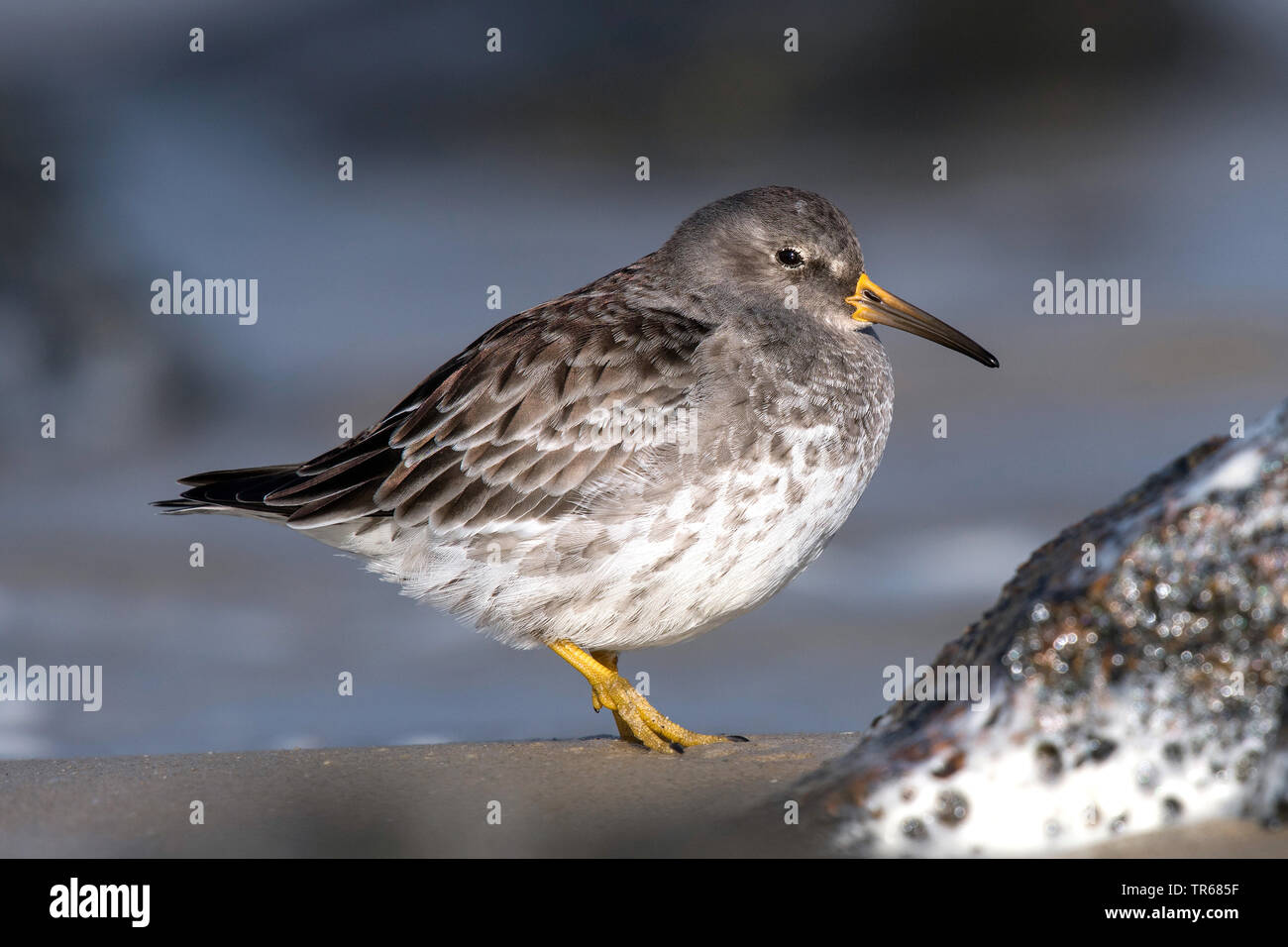 Sandpiper On Beach High Resolution Stock Photography And Images Alamy