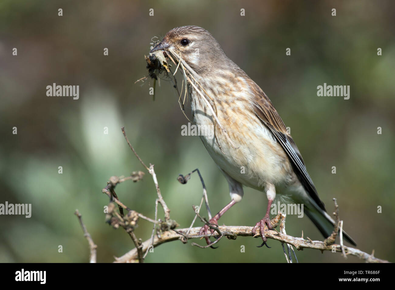 linnet (Carduelis cannabina, Acanthis cannabina), female with nesting material in the bill, Germany Stock Photo
