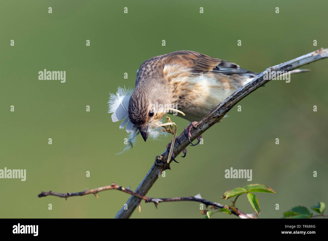 linnet (Carduelis cannabina, Acanthis cannabina), female with nesting material in the bill, Germany Stock Photo