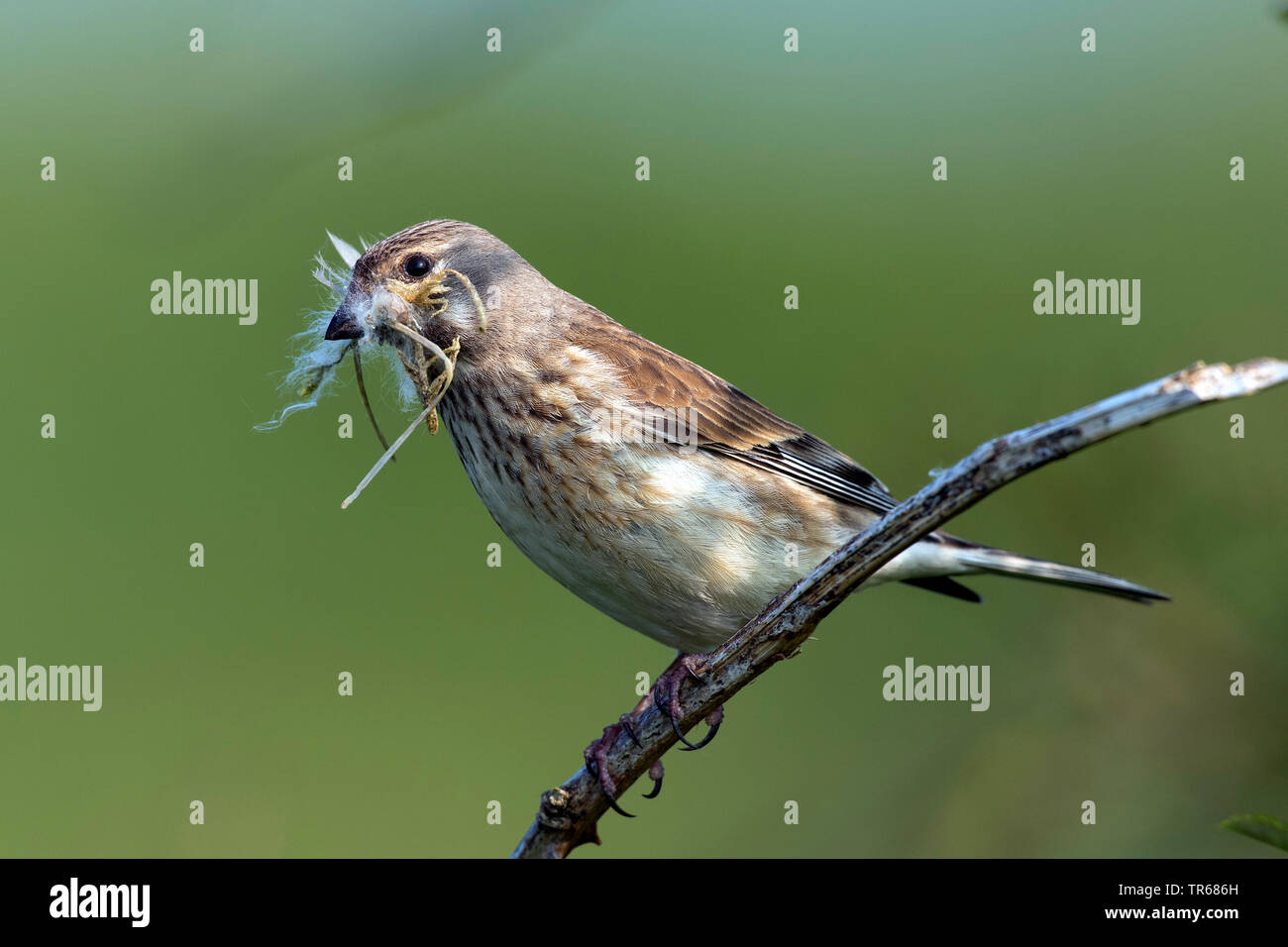 linnet (Carduelis cannabina, Acanthis cannabina), female with nesting material in the bill, Germany Stock Photo