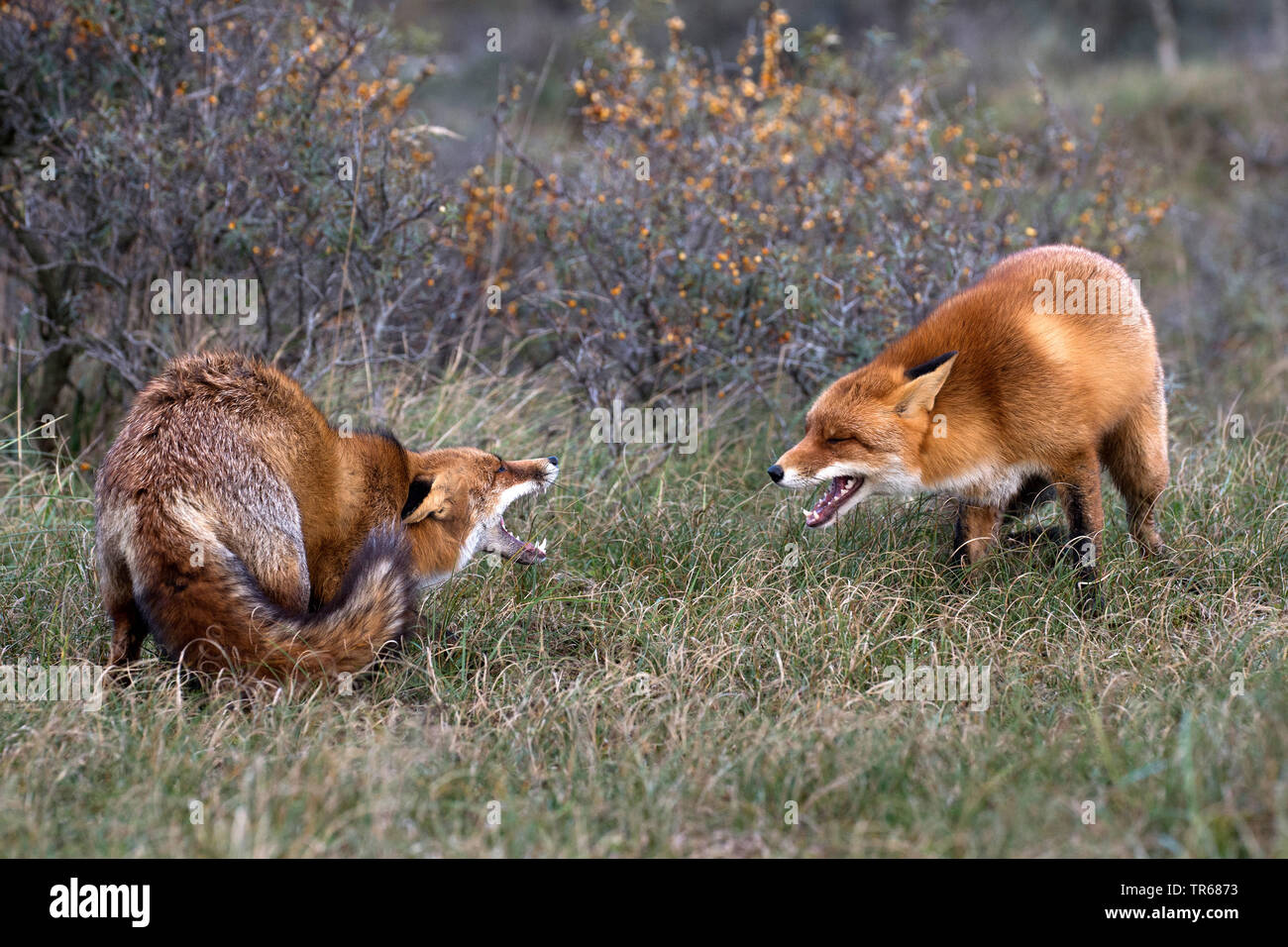 Fox Fighting Hi Res Stock Photography And Images Alamy